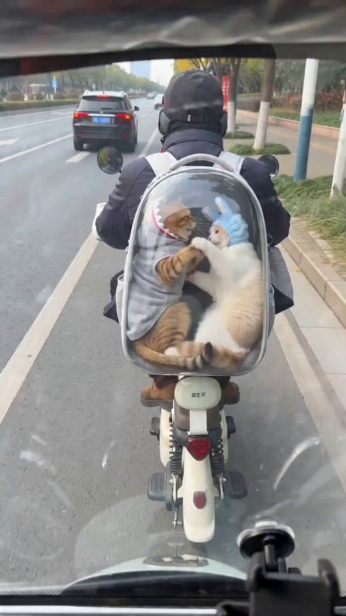 Seedance 2.0 Video Prompt: Cats on a Scooter preview