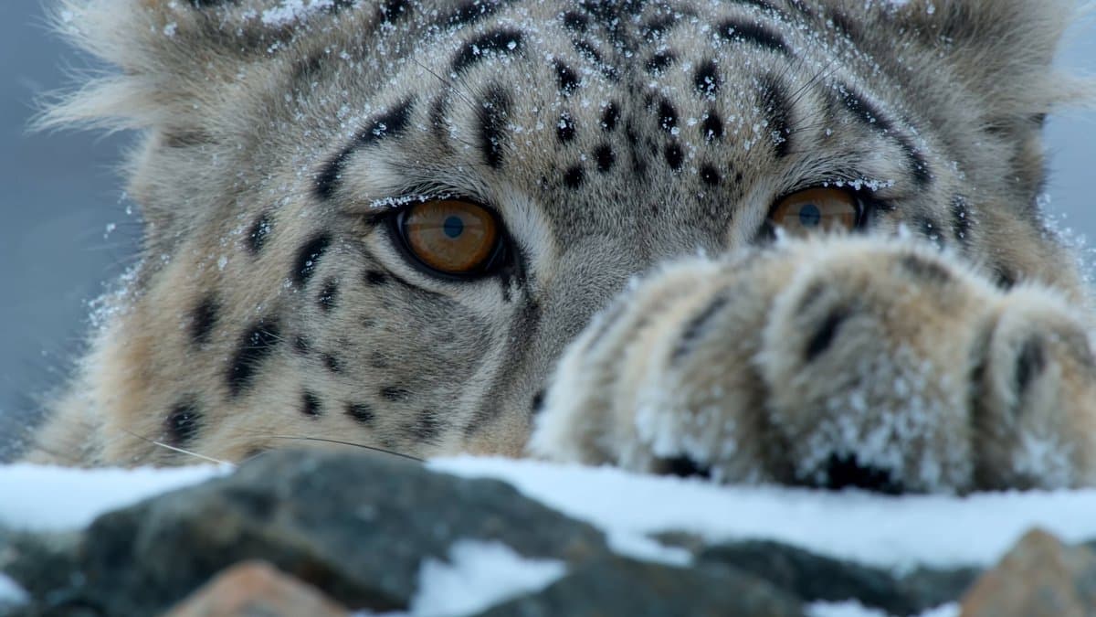 National Geographic Snow Leopard Hunt preview